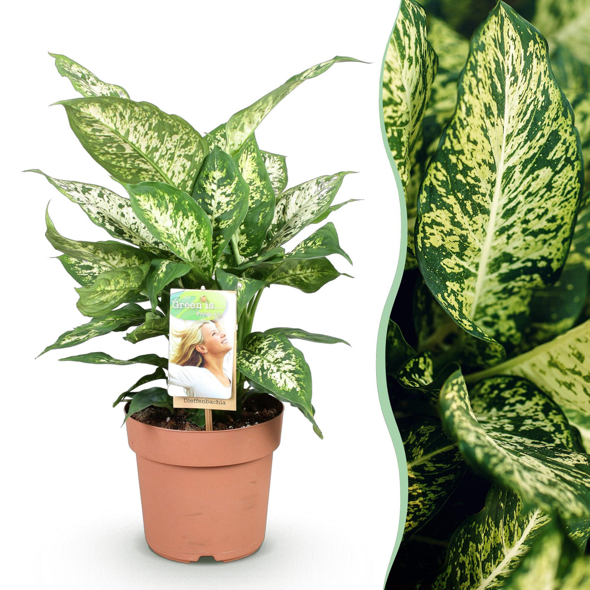 Green BoutiQ - Green is... Plantes d'intérieur - Dieffenbachia Compacta - Dieffenbachia - Peu d'entretien - Vert - 1 Plante - Pot 17cm - Hauteur 45-50cm