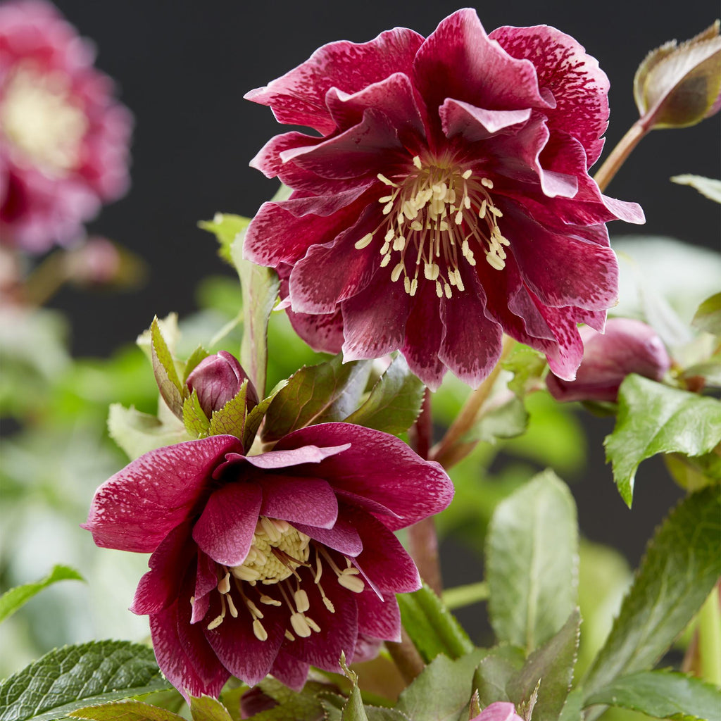 Green boutiQ - Plante de jardin - Rose de Carême - Helleborus orientalis Double Ellen Red - Fleur rouge - 2 Plantes - Persistante - Pot 14cm Hauteur 35cm