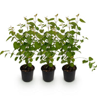 Green boutiQ - Tuinplant - Cercidiphyllum japonicum - Groen 3 Planten - Bladverliezend - Weinig Onderhoud - Pot 12cm Hoogte 35cm