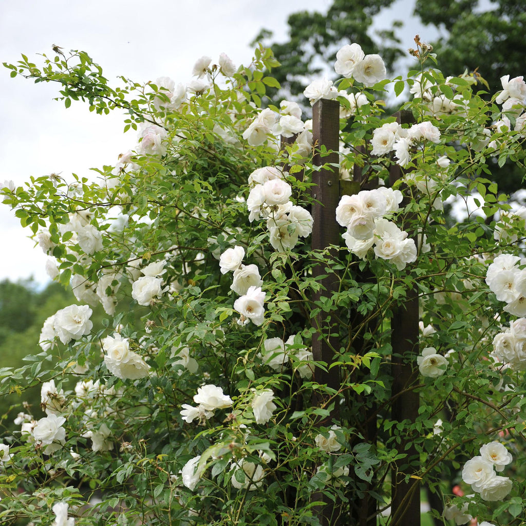 Green boutiQ - Rosier grimpant - Rosa White Climber - Fleur blanche - Peu d'entretien - 2 plantes - Pot 11cm Hauteur 40cm