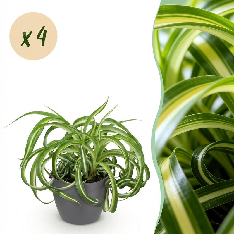 Green boutiQ - Kamerplant - Chlorophytum comosum Bonnie - Krullende Graslelie - Huisdiervriendelijke Plant - Groen - 4 Planten - met Potter Grijs - Pot 12cm - Hoogte 20cm