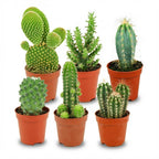 Mini-ensemble de cactus - 6 pièces - Ø 5,5 cm - Hauteur : 5-10 cm