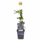 6x Clematis Viticella Polish Spirit - Clématite - Violet - Plante grimpante - Ø9cm - ↕35cm