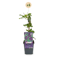 6x Clematis Viticella Polish Spirit - Bosrank - Paars - Klimplant - Ø9cm - ↕35cm