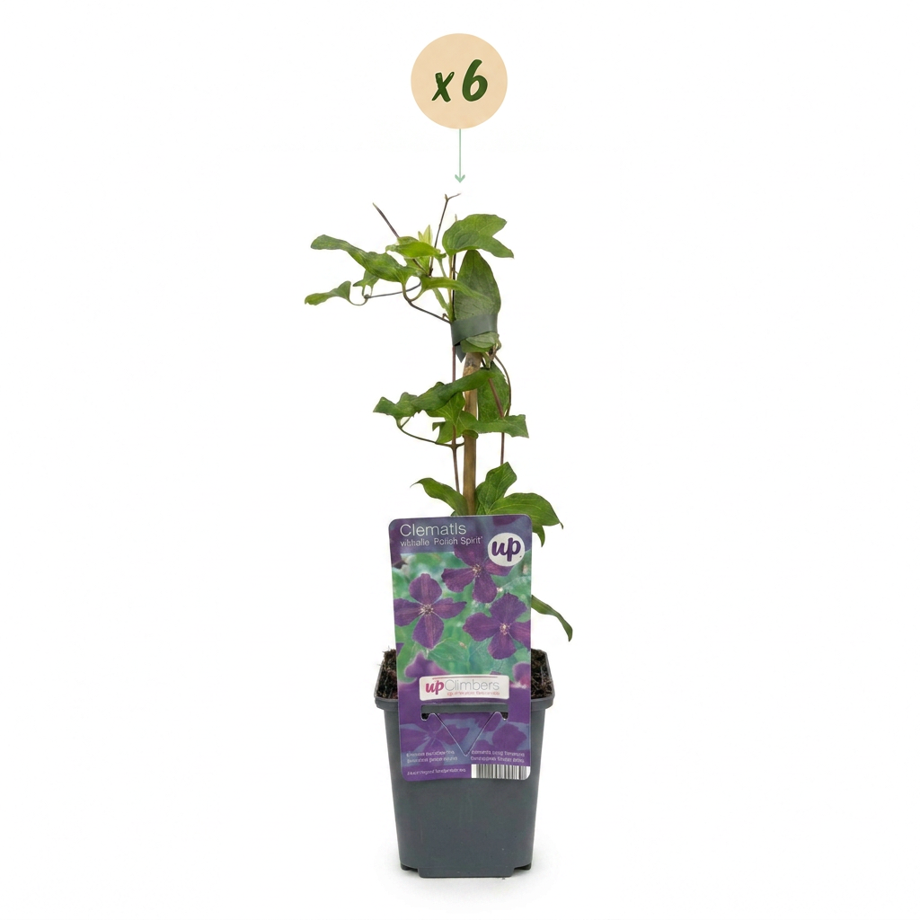 6x Clematis Viticella Polish Spirit - Clématite - Violet - Plante grimpante - Ø9cm - ↕35cm