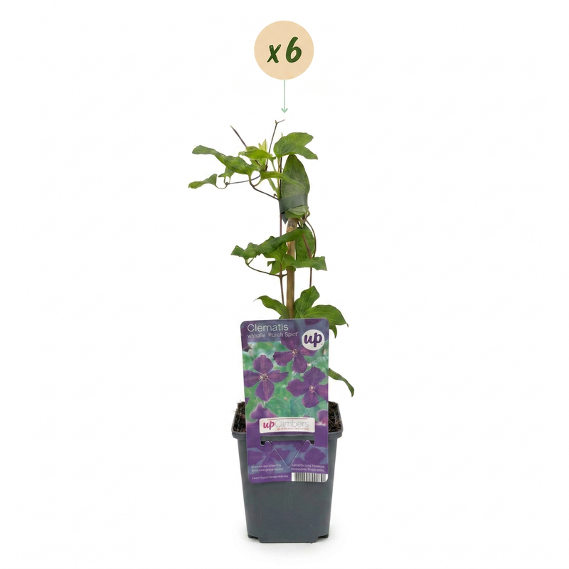 6x Clematis Viticella Polish Spirit - Bosrank - Paars - Klimplant - Ø9cm - ↕35cm