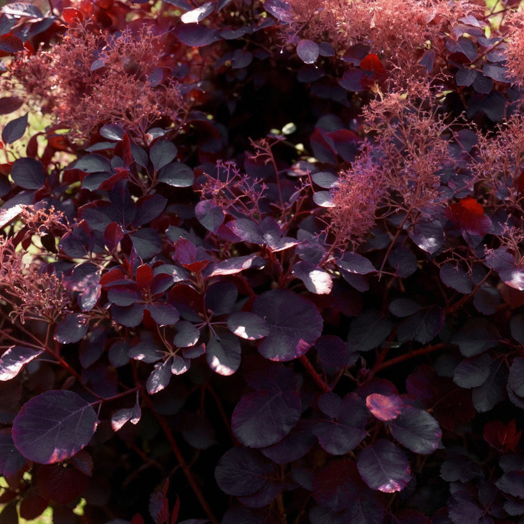 Green boutiQ - Gartenpflanze - Cotinus coggygria Royal Purple - Purpur - 1 Pflanze - Laubabwerfend - Pflegeleicht - Topf 12 cm, Höhe 35 cm