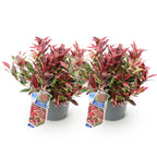 Green boutiQ - Plante de jardin - Leucothoe Colour Diamond - Panaché - 2 plantes - Persistant - Faible entretien - Pot 17 cm Hauteur 45 cm