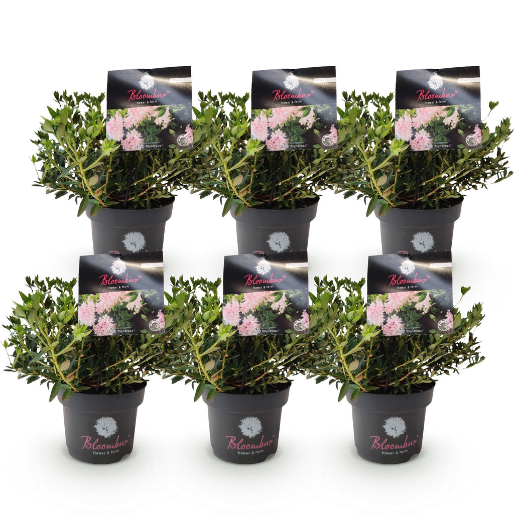 Green boutiQ - Rhododendron nain - Rhododendron Bloombux rose clair - Buis fleuri - Peu d'entretien - Fleur rose clair - 6 plantes - Pot 17 cm - Hauteur 30-40 cm