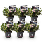Green boutiQ - Rhododendron nain - Rhododendron Bloombux rose clair - Buis fleuri - Peu d'entretien - Fleur rose clair - 6 plantes - Pot 17 cm - Hauteur 30-40 cm