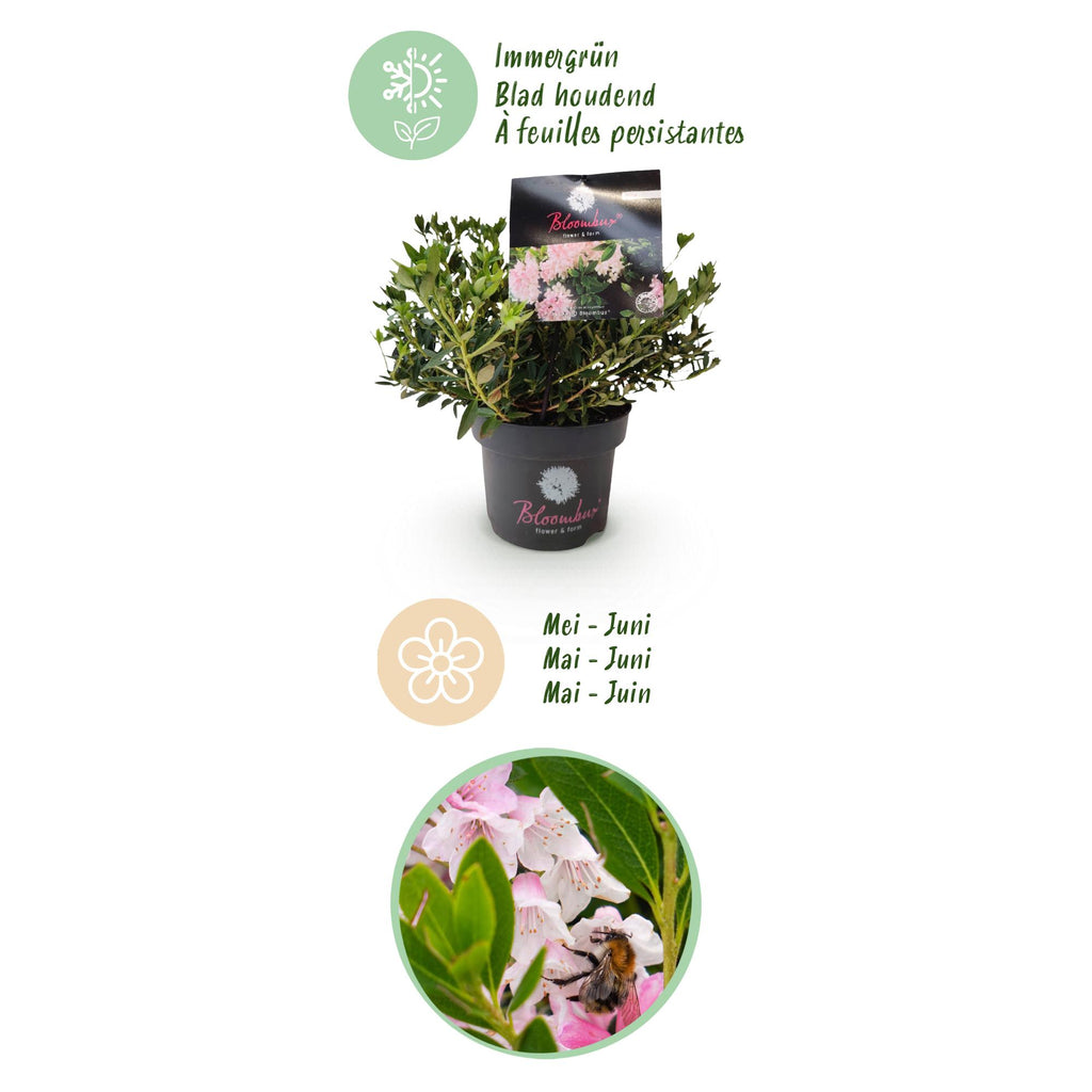 Green boutiQ - Rhododendron nain - Rhododendron Bloombux rose clair - Buis fleuri - Faible entretien - Fleur rose clair - 2 plantes - Pot 17 cm - Hauteur 30-40 cm
