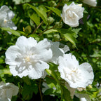 Green boutiQ - Plante sur tige - Hibiscus syriacus White Chiffon® - Plante de terrasse - Caduc - Rustique - Fleur blanche - Pot 19 cm Hauteur 90 cm