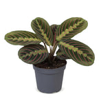 Maranta Fascinator Tricolor - Fascinator prayer plant - Green - Tropical - Ø6cm - ↕12cm