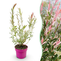 Salix Flamingo - Ø17cm - ↕40-50cm