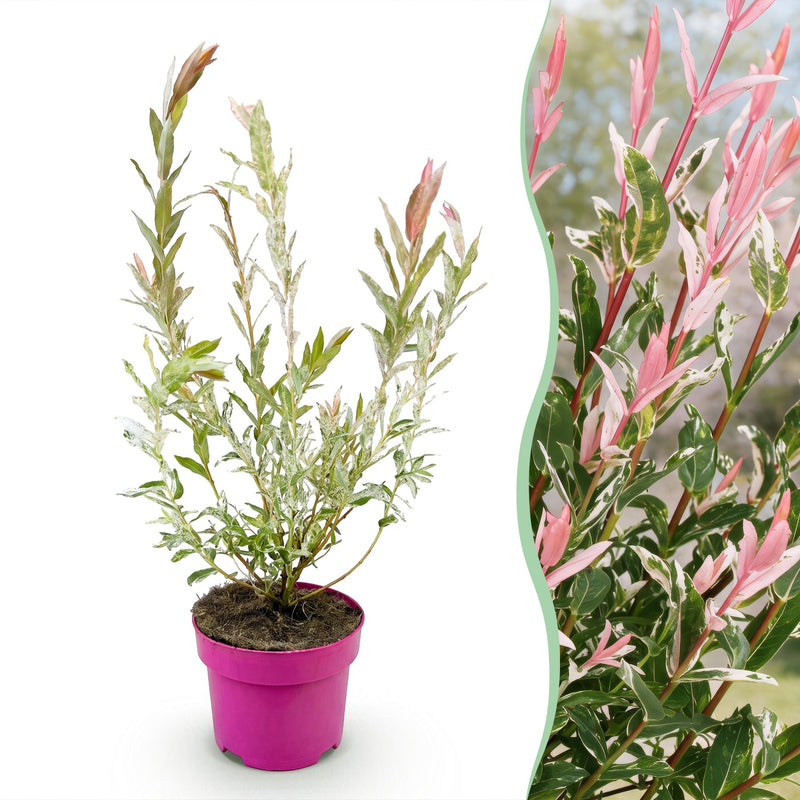 Salix Flamingo - Ø17cm - ↕40-50cm