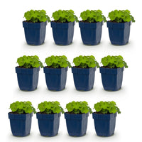 Green boutiQ - Vasteplant - Alchemilla mollis - Vrouwenmantel - Bodembedekkend - Geel - 12 Planten - Pot 11cm - Hoogte 15-25cm