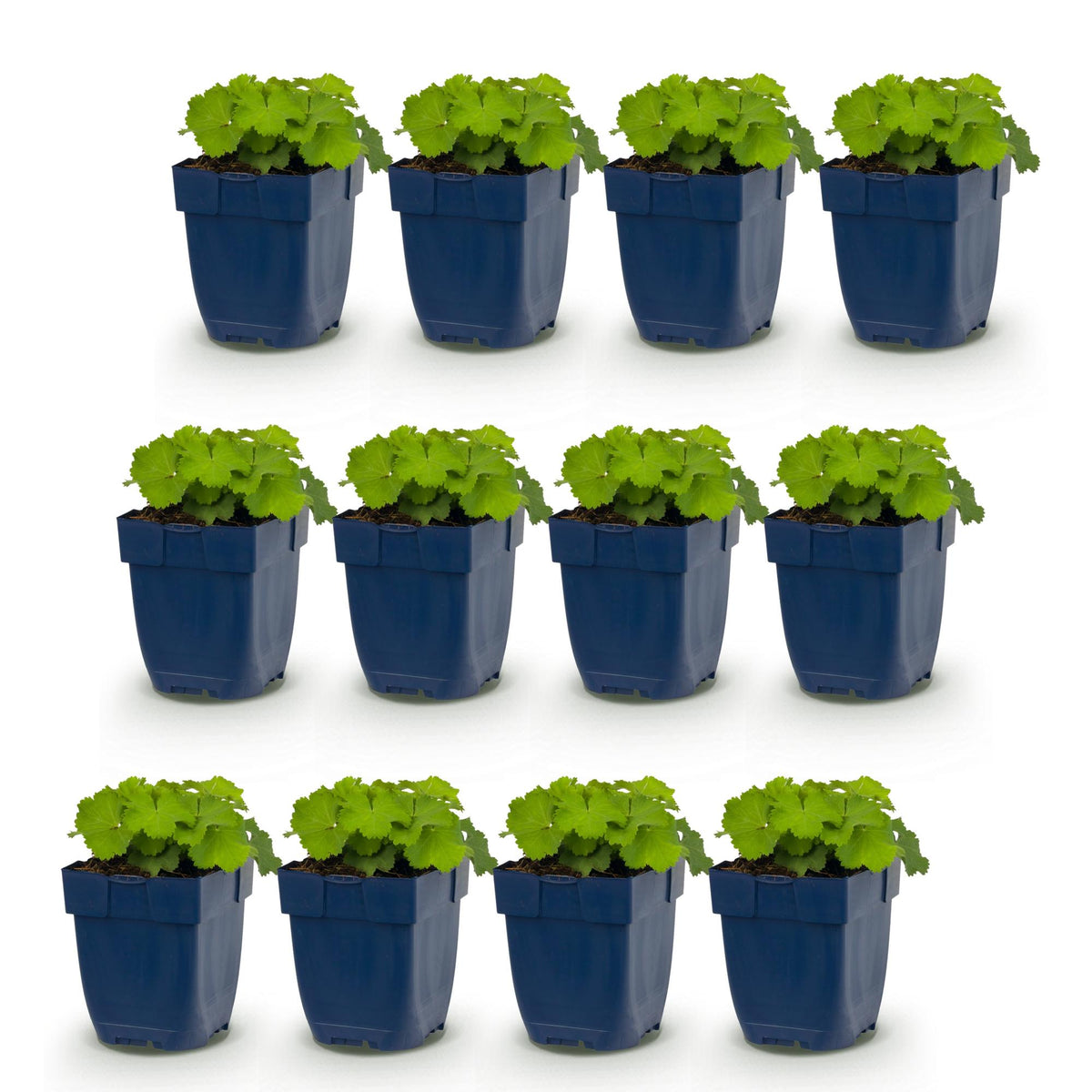 Green boutiQ - Plante vivace - Alchemilla mollis - Manteau de Notre-Dame - Couvre-sol - Jaune - 12 Plantes - Pot 11cm - Hauteur 15-25cm
