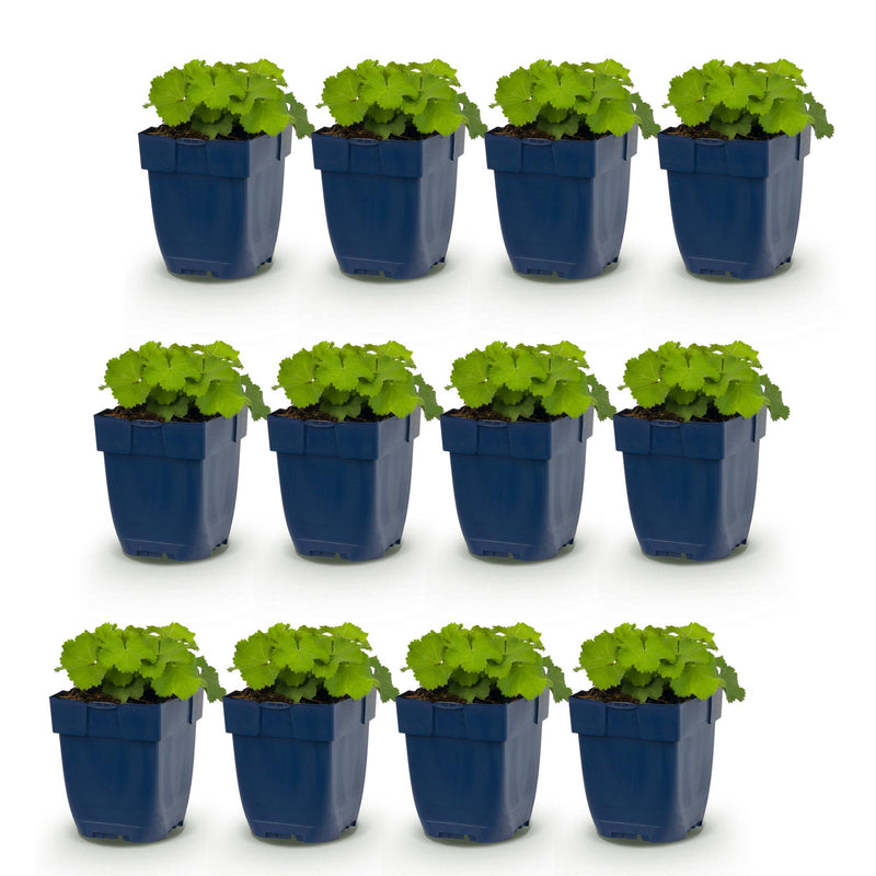 Green boutiQ - Vasteplant - Alchemilla mollis - Vrouwenmantel - Bodembedekkend - Geel - 12 Planten - Pot 11cm - Hoogte 15-25cm