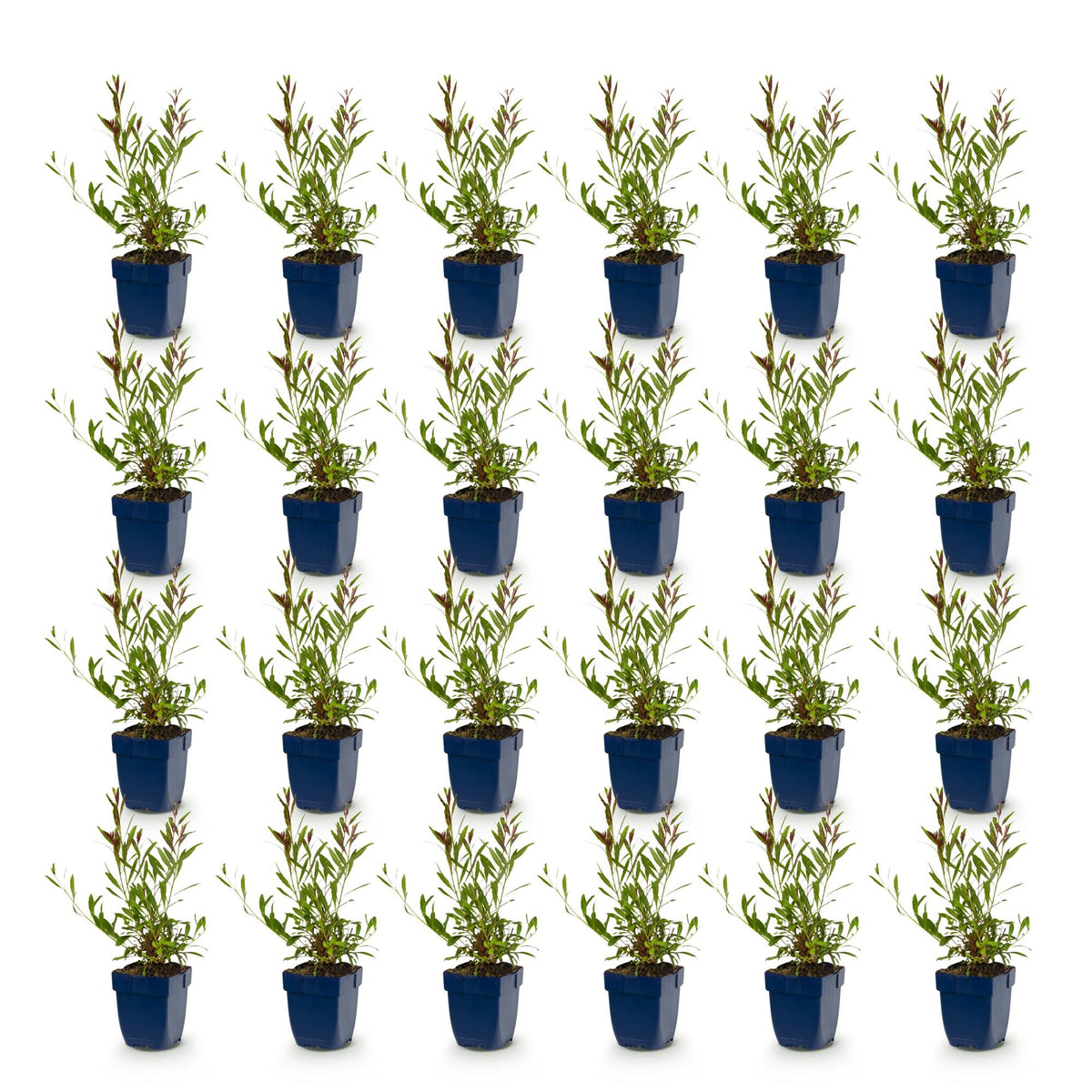 Green boutiQ - Stauden - Gaura lindh. Rosyjane - Prachtkerze - Bienen- und Schmetterlingsmagnet - Rosa - 24 Pflanzen - Topf 11cm - Höhe 15-25cm