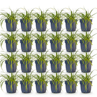 Green boutiQ - Grassen - Carex oshimensis Evergreen - Japanse Zegge - Groenblijvend - Groen - 24 Planten - Pot 11cm - Hoogte 15-25cm