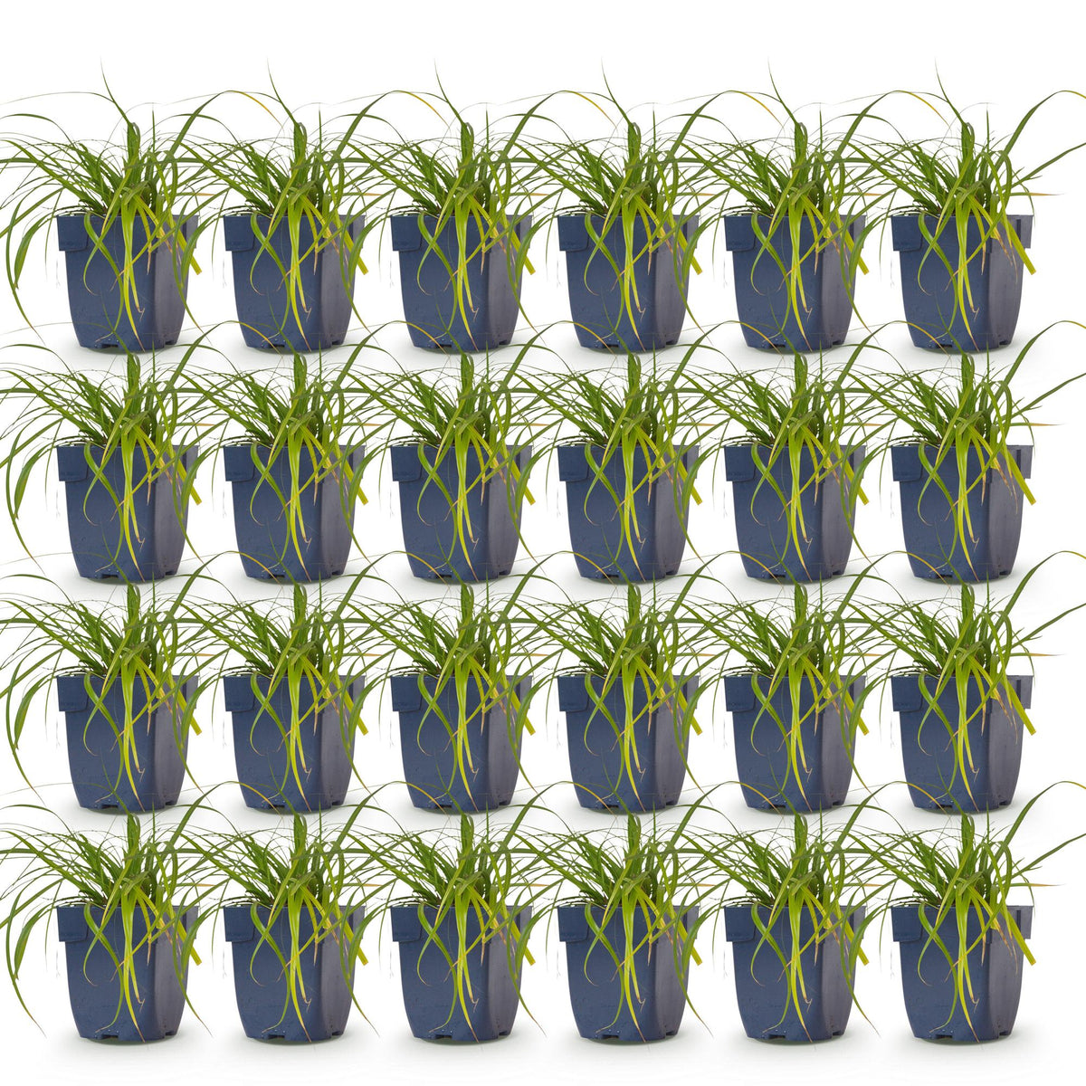 Green boutiQ - Graminées - Carex oshimensis Evergreen - Laîche du Japon - Persistant - Vert - 24 Plantes - Pot 11cm - Hauteur 15-25cm