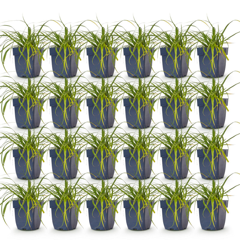 Green boutiQ - Grassen - Carex oshimensis Evergreen - Japanse Zegge - Groenblijvend - Groen - 24 Planten - Pot 11cm - Hoogte 15-25cm