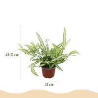 Green boutiQ - Kamerplant - Pteris cretica Albolineata - Lintvaren - Huisdiervriendelijke Plant - Groen - 4 Planten - met Potter Wit - Pot 12cm - Hoogte 20cm