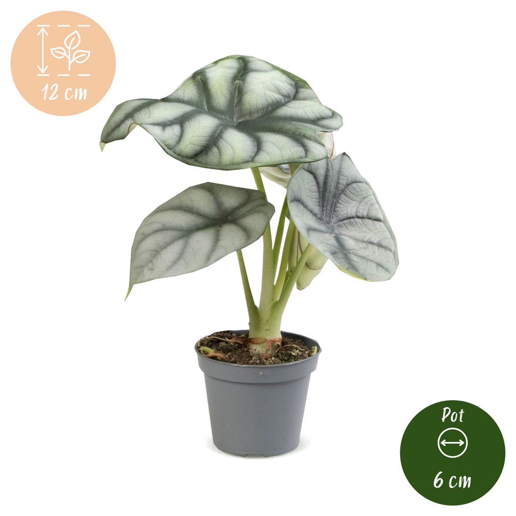 Alocasia Silver Dragon - Silver Dragon Elephant Ear - Grey - Tropical - Ø6cm - ↕12cm