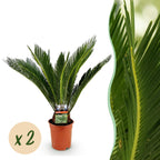 Green boutiQ - Zimmerpflanze - Cycas revoluta - Palmfarn - Pflegeleicht - Grün - 2 - Topf 17cm - Höhe 55-65cm