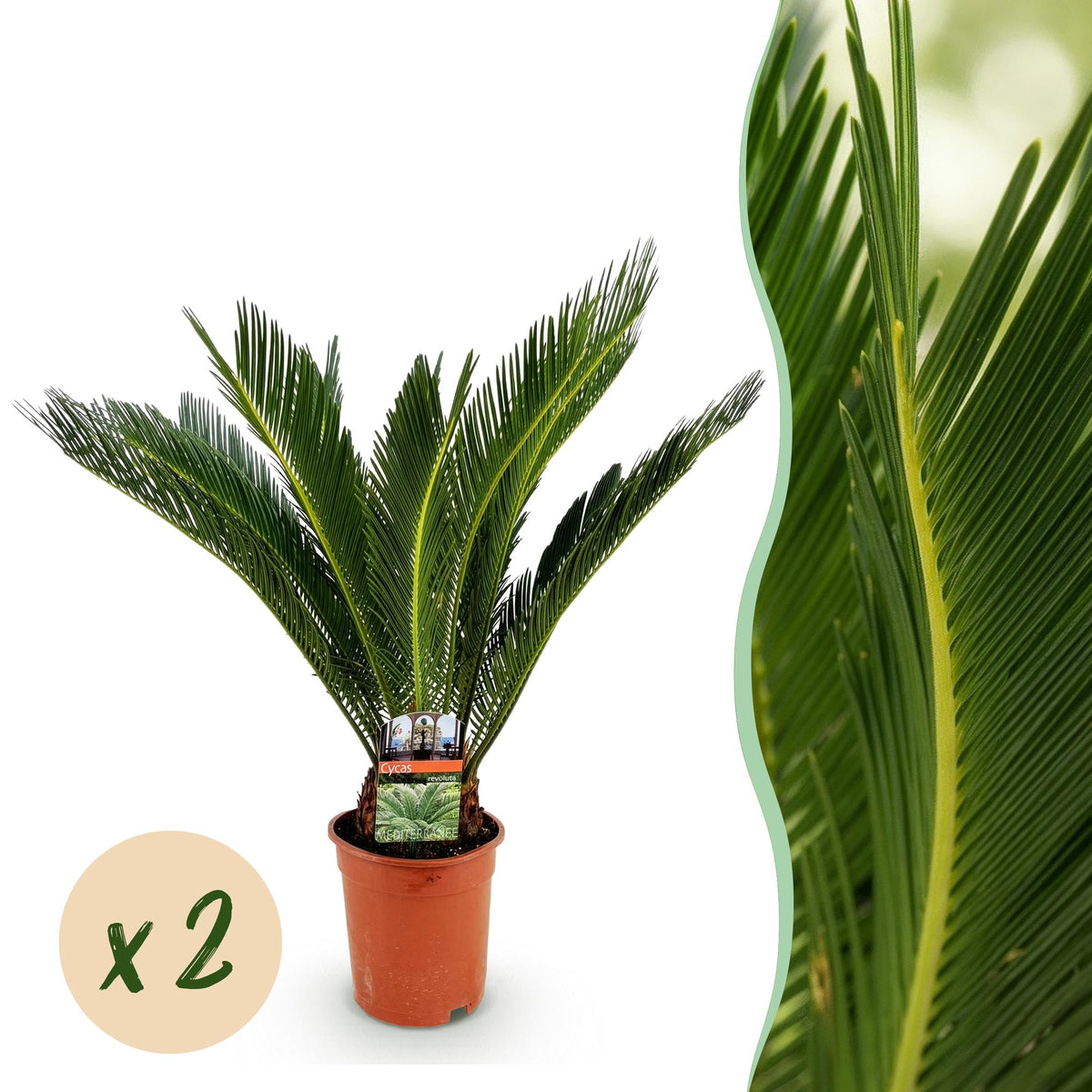 Green boutiQ - Zimmerpflanze - Cycas revoluta - Palmfarn - Pflegeleicht - Grün - 2 - Topf 17cm - Höhe 55-65cm
