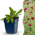 Green boutiQ - Stauden - Knautia macedonica - Mazedonische Witwenblume - Bienen- und Schmetterlingsmagnet - Dunkelrot - 24 Pflanzen - Topf 11cm - Höhe 15-25cm