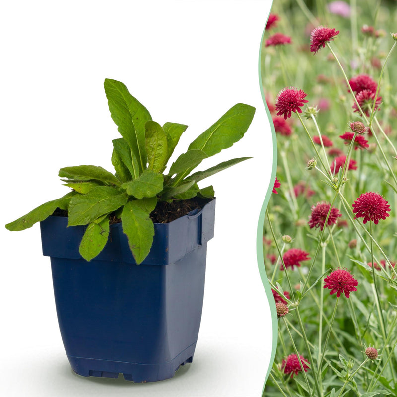 Green boutiQ - Vasteplant - Knautia macedonica - Beemdkroon - Bijen- en vlinderlokkers - Donker Rood - 24 Planten - Pot 11cm - Hoogte 15-25cm