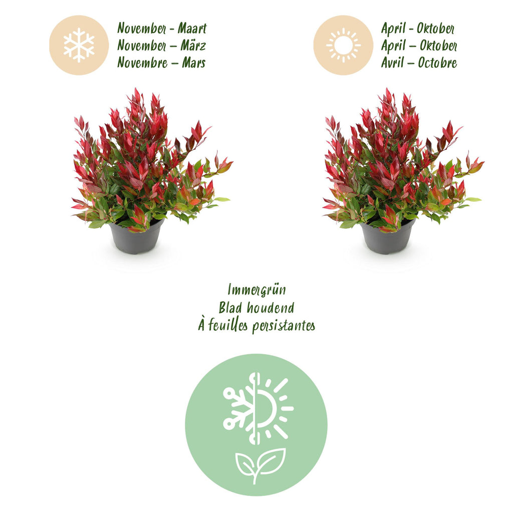 Green boutiQ - Plante de jardin - Leucothoe Little Flame - Rouge - 1 Plante - Persistant - Peu d'entretien - Pot 17cm Hauteur 40cm