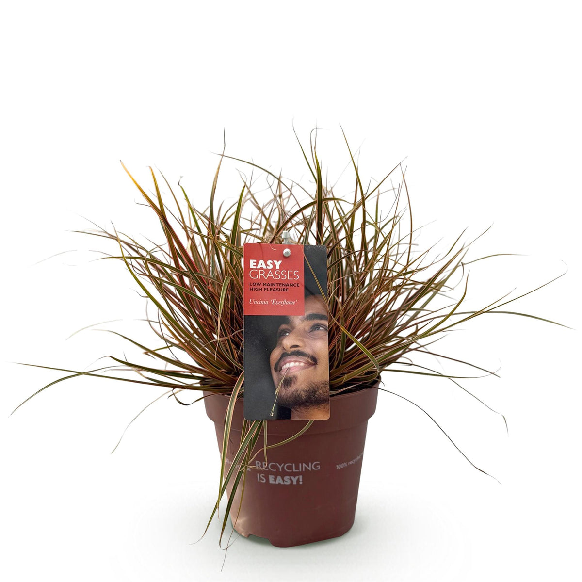Green boutiQ - Graminées ornementales - Uncinia rubra Everflame - Rouge - 1 Plante - Persistante - Rustique - Pot 17cm Hauteur 50cm