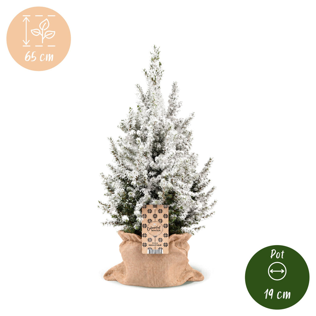 Picea glauca Conica - Dwarf Alberta Spruce - Green - White - Christmas tree - incl. jute bag - Ø19cm - ↕65cm
