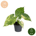 Alocasia Macrorrhiza Aurea Variegata - Golden Giant Taro - Green - Variegata - Tropical - Ø6cm - ↕15cm