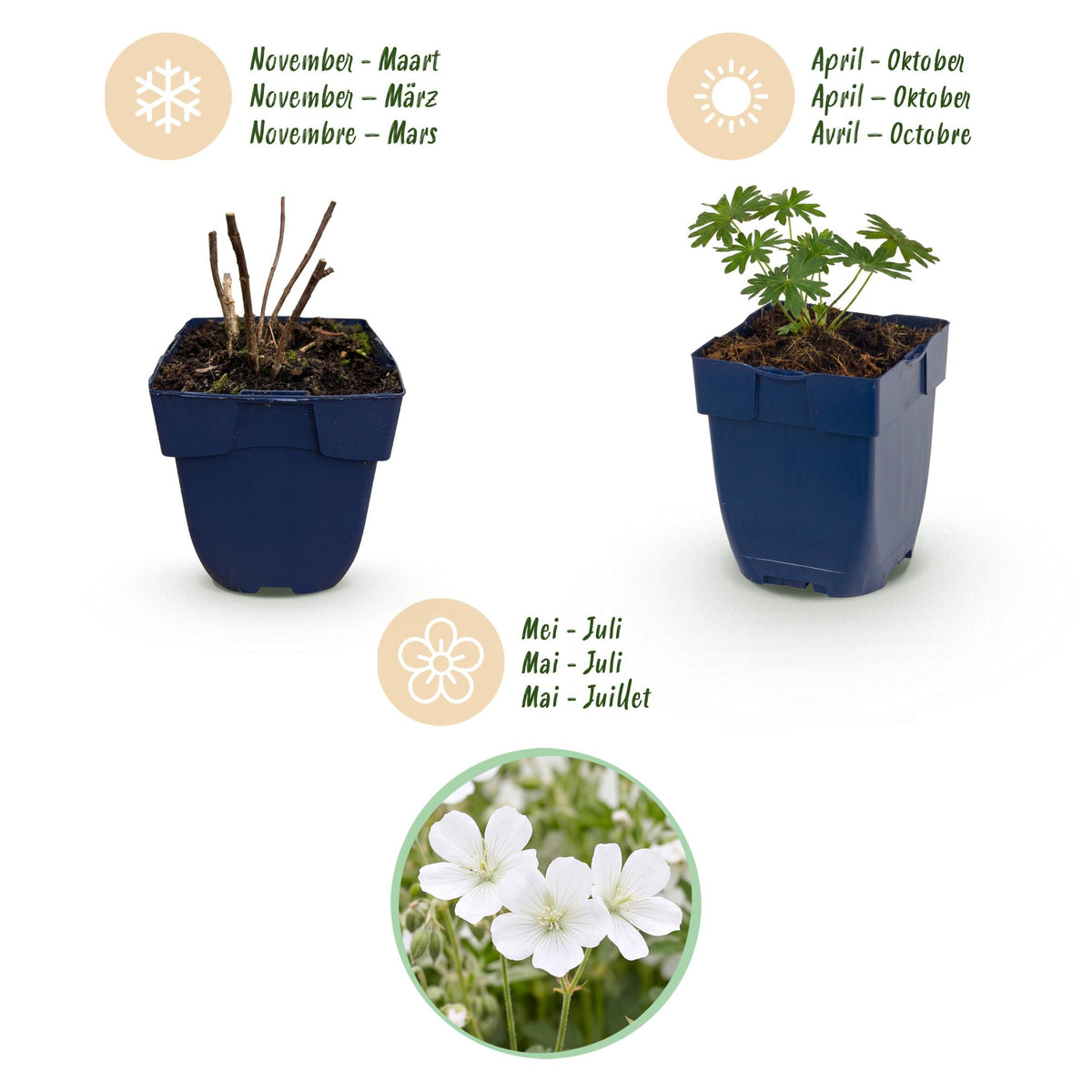 Green boutiQ - Vasteplant - Geranium sang. Album - Ooievaarsbek - Bodembedekkend - Wit - 6 Planten - Pot 11cm - Hoogte 15-25cm