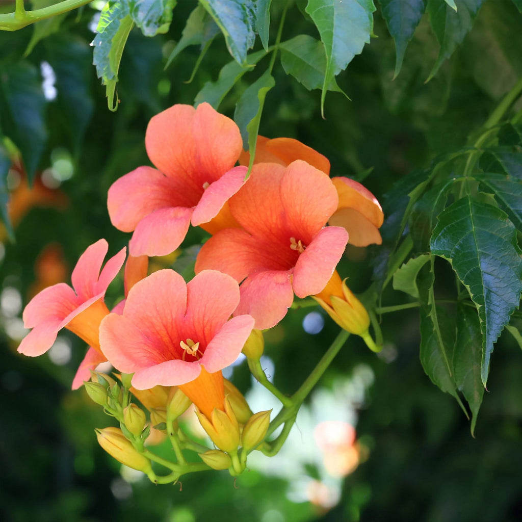 Green boutiQ - Bignone - Campsis radicans Madame Galen - Fleur orange - Entretien facile - 2 plantes - Pot 11cm Hauteur 40cm