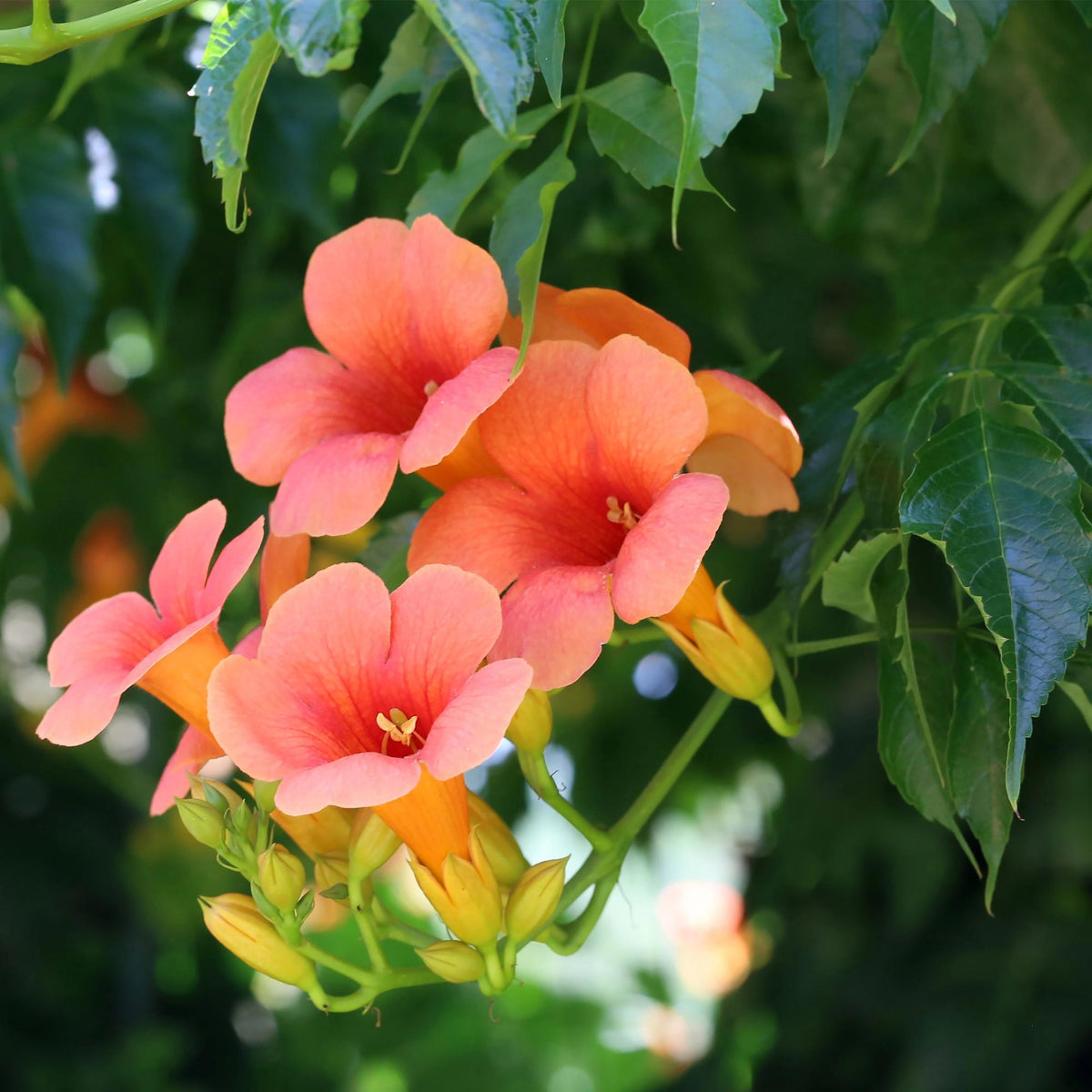 Green boutiQ - Bignone - Campsis radicans Madame Galen - Fleur orange - Entretien facile - 2 plantes - Pot 11cm Hauteur 40cm