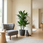 Green boutiQ - Zimmerpflanze - Drachenbaum - Dracaena Janet Craig - Grün - Pflegeleicht - 1 Pflanze - mit Topf Grau - Topf 21cm - Höhe 90 - 100cm