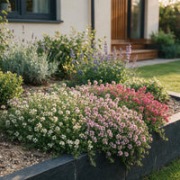 Green boutiQ - Perennial - Thymus Tricolour - Thyme - Ground Cover - Pink - Red - White - 24 Plants - Pot 11cm - Height 15-25cm