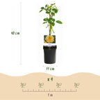 Green boutiQ - Rosier grimpant - Rosa Rainbow - Fleurs roses blanches jaunes rouges - Peu d'entretien - 4 plantes - Pot 11cm Hauteur 40cm