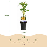 Green boutiQ - Klimroos - Rosa Rainbow - Bloemen Roze Wit Geel Rood - Weinig onderhoud - 4 planten - Pot 11cm Hoogte 40cm