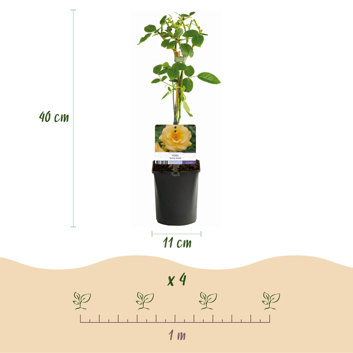 Green boutiQ - Rosier grimpant - Rosa Rainbow - Fleurs roses blanches jaunes rouges - Peu d'entretien - 4 plantes - Pot 11cm Hauteur 40cm