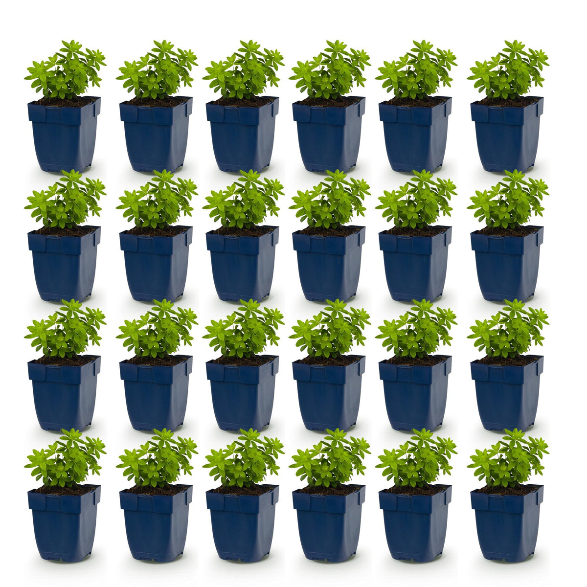 Green boutiQ - Vasteplant - Galium odoratum - Walstro - Bodembedekkend - Wit - 24 Planten - Pot 11cm - Hoogte 15-25cm