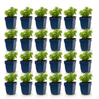 Green boutiQ - Vasteplant - Galium odoratum - Walstro - Bodembedekkend - Wit - 24 Planten - Pot 11cm - Hoogte 15-25cm