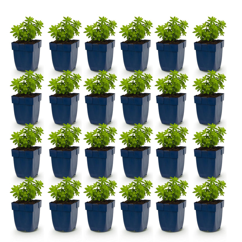 Green boutiQ - Vasteplant - Galium odoratum - Walstro - Bodembedekkend - Wit - 24 Planten - Pot 11cm - Hoogte 15-25cm