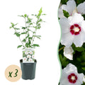Green boutiQ - Plante de jardin - Hibiscus syriacus Red Heart - Hibiscus de jardin - Rustique - Blanc - Rouge - 3 plantes - Pot 17cm - Hauteur 45cm