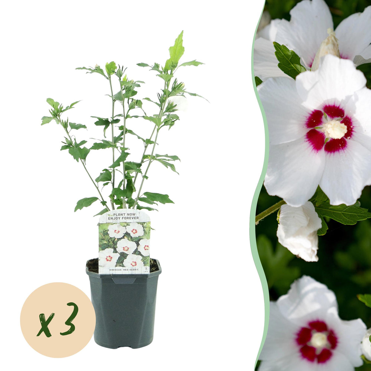 Green boutiQ - Plante de jardin - Hibiscus syriacus Red Heart - Hibiscus de jardin - Rustique - Blanc - Rouge - 3 plantes - Pot 17cm - Hauteur 45cm