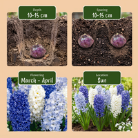 40x Hyacinthus Blue water mix - Blauwe hyacint - Blauw - Voorjaarsbloeier - Bolmaat 14/15